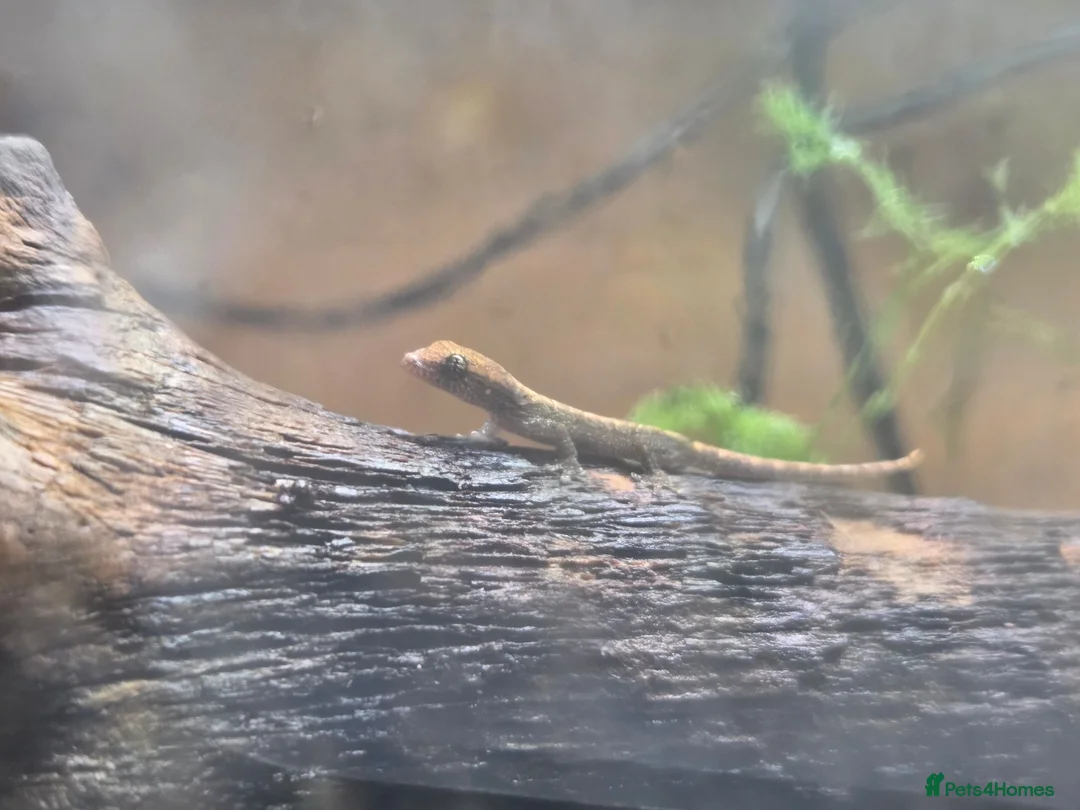 Gecko reptiles for sale: Mourning gecko (Juveniles) - Advert 2