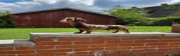 Miniature Dachshund dogs for sale: Kc registered kaninchen dachshunds  - Advert 6