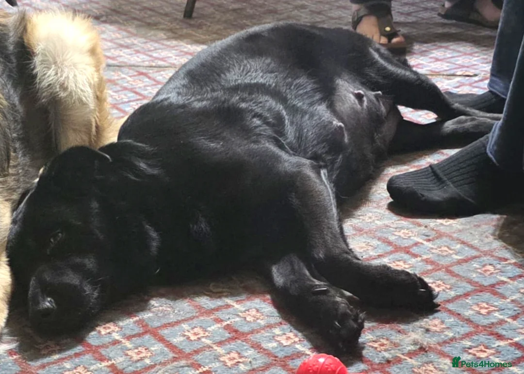 Mixed Breed dogs for sale: Beautiful mixed breed, large puppies in Mitcham - Advert 9