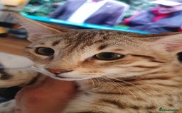 Savannah cats for sale: Fabulous F5 SBT Savannah Kittens! REDUCED! - Image 8
