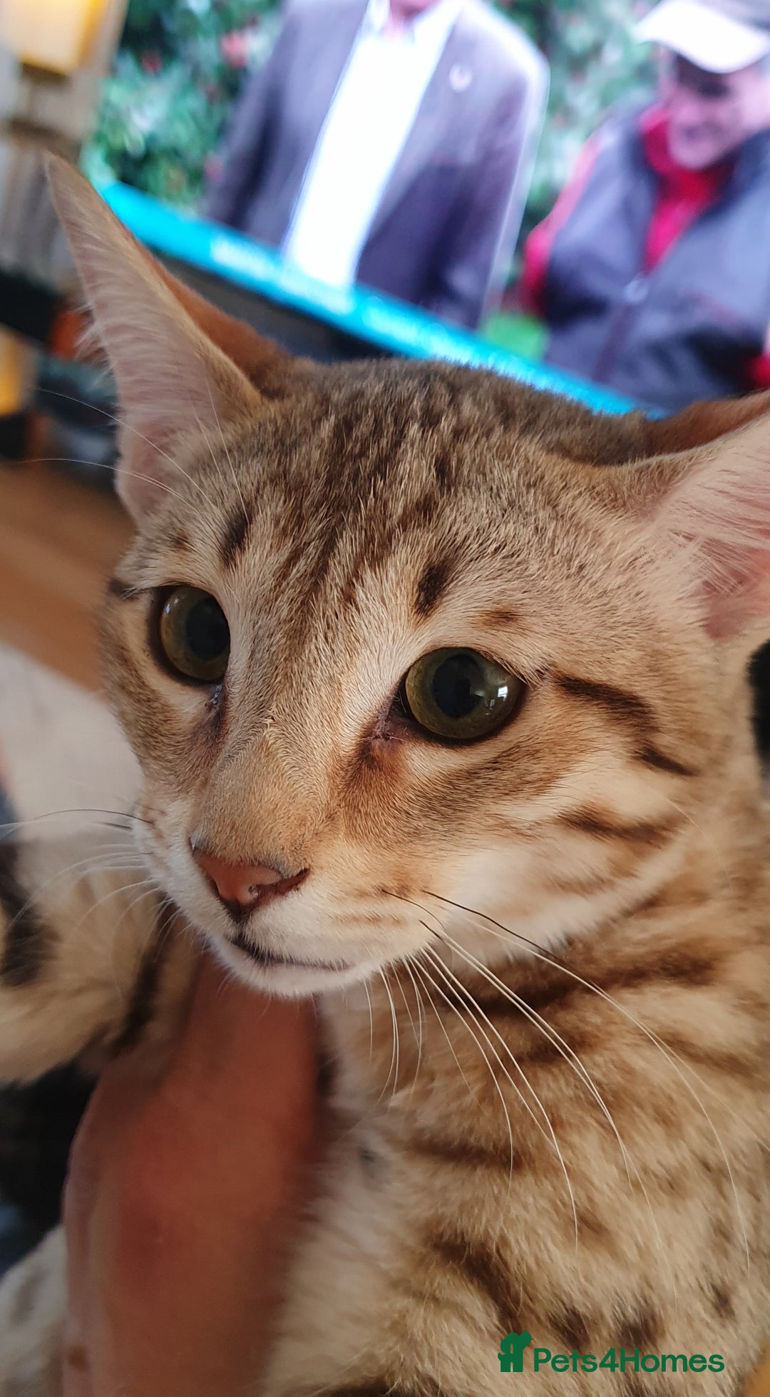 Savannah cats for sale: Fabulous F5 SBT Savannah Kittens! REDUCED! - Image 8