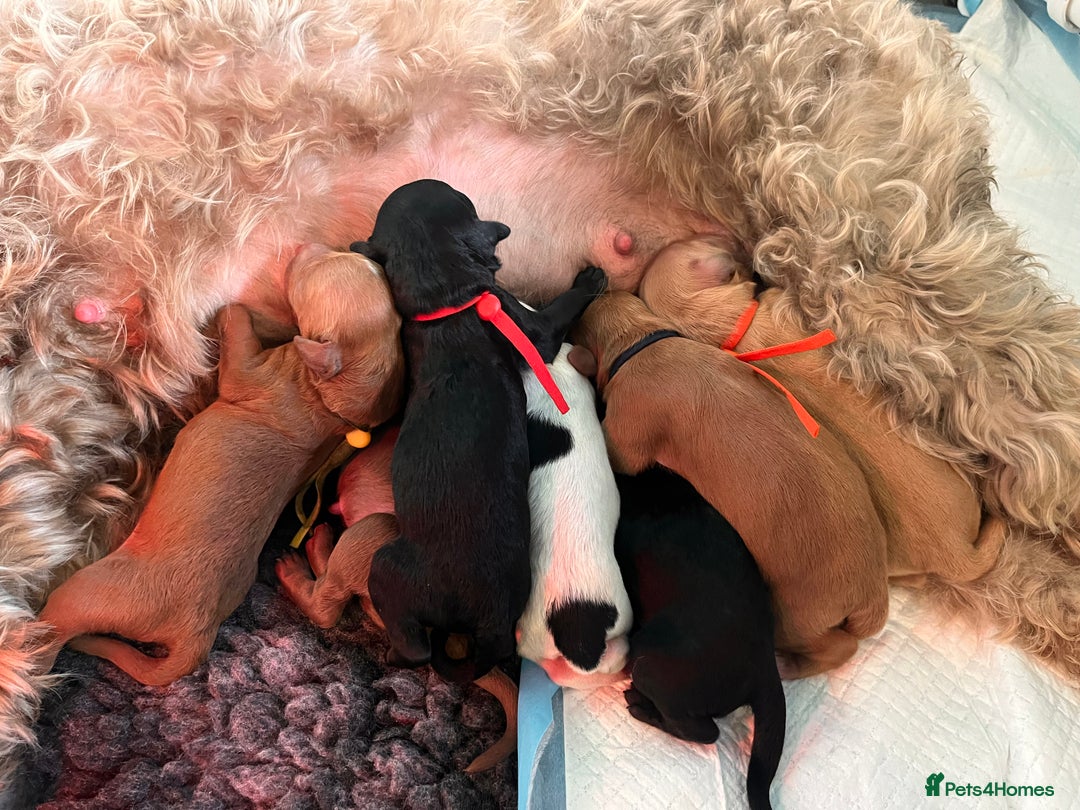 Australian Labradoodle dogs for sale: Healthy tested true Australian Labradoodle pups - Image 1