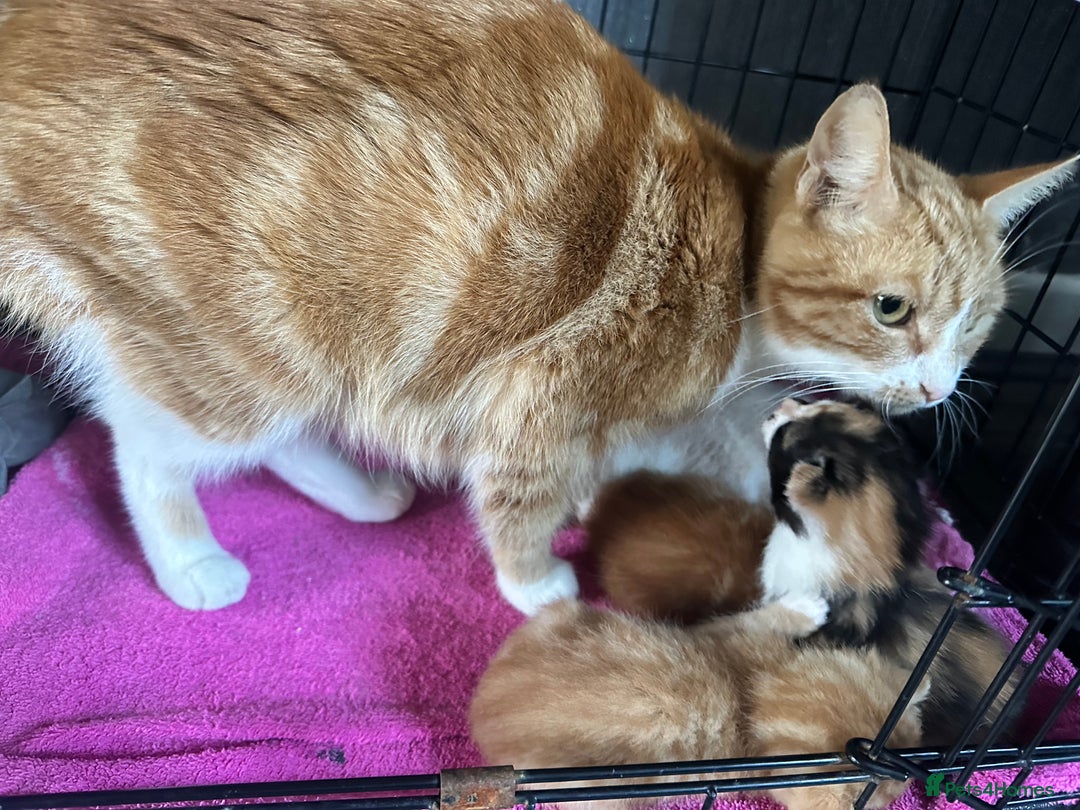 Mixed Breed cats for sale: Kittens ready now - Advert 5