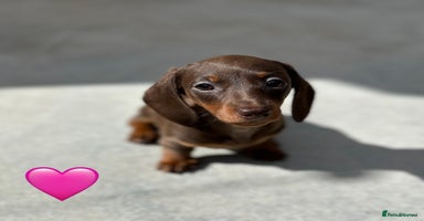 Miniature Dachshund dogs - Advert 3