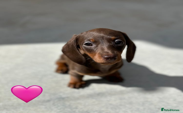 Miniature Dachshund dogs - Advert 4