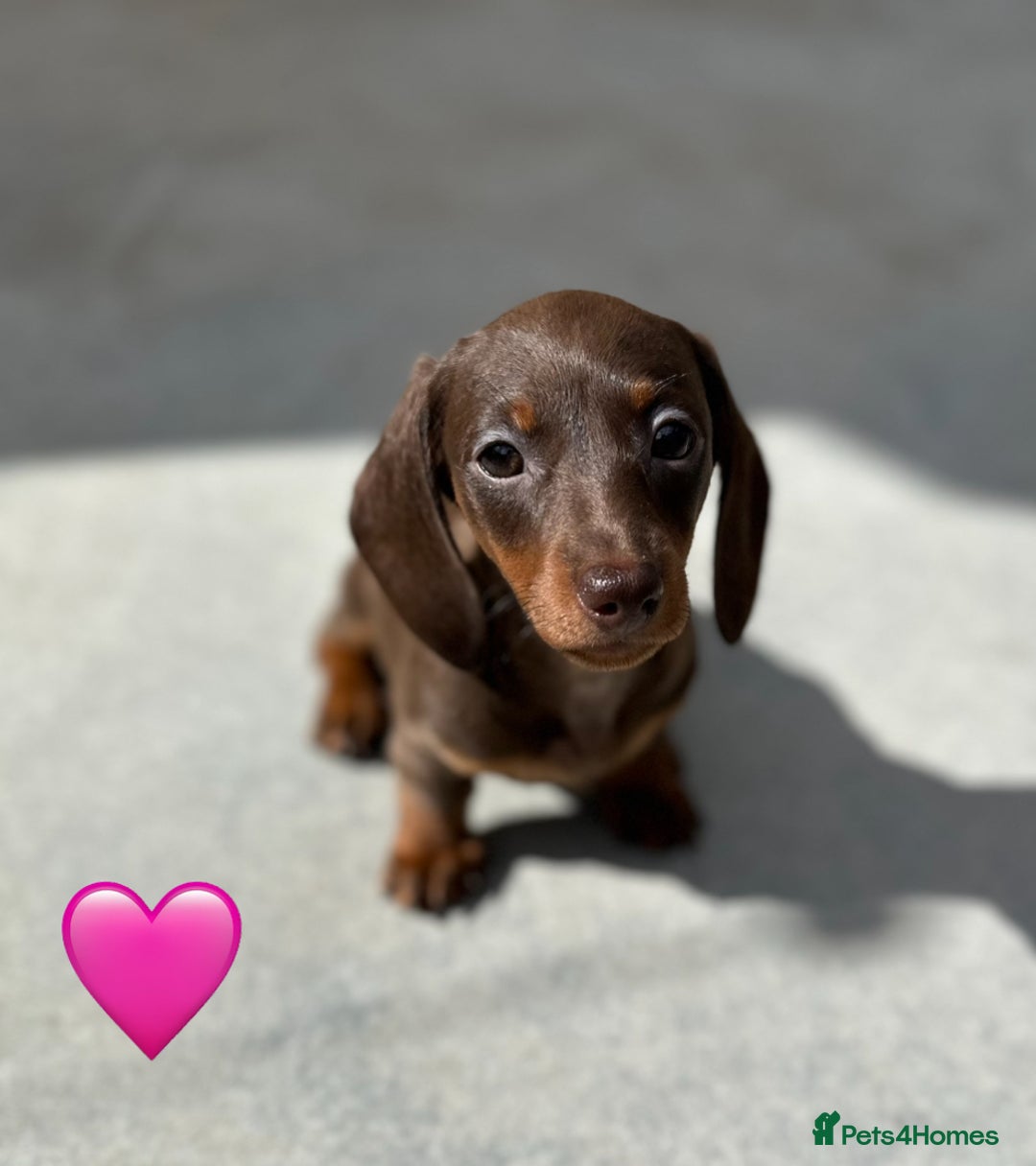 Miniature Dachshund dogs for sale: Miniature Dachshund Girl (Ready for her new home) - Image 3