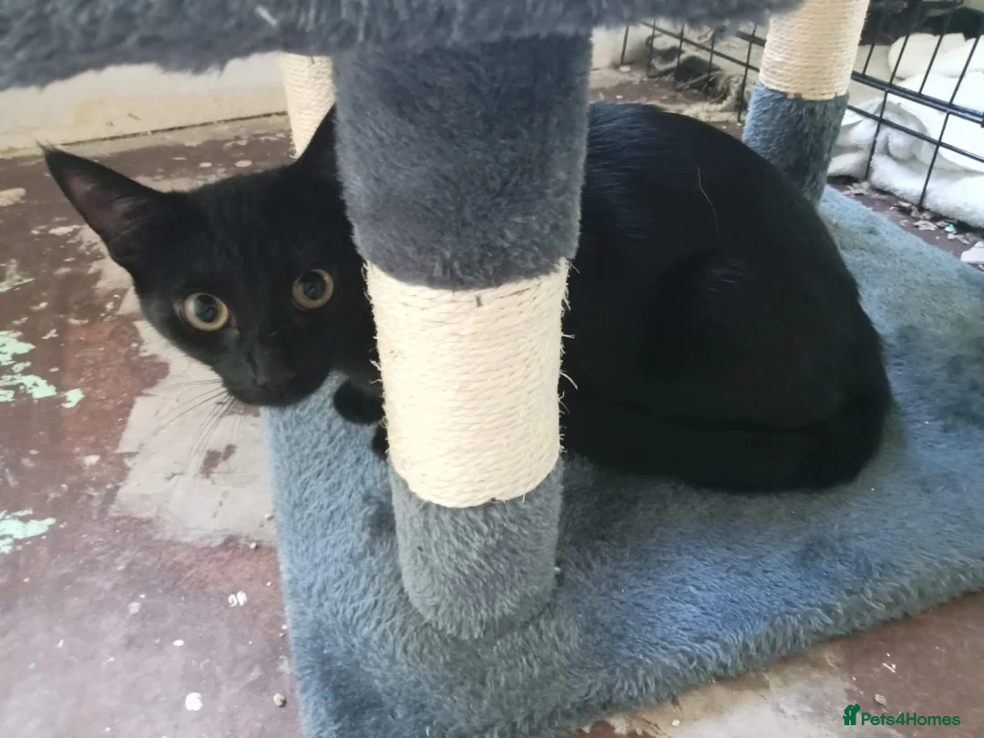 Mixed Breed cats for sale: for me its a cry for help - Advert 7