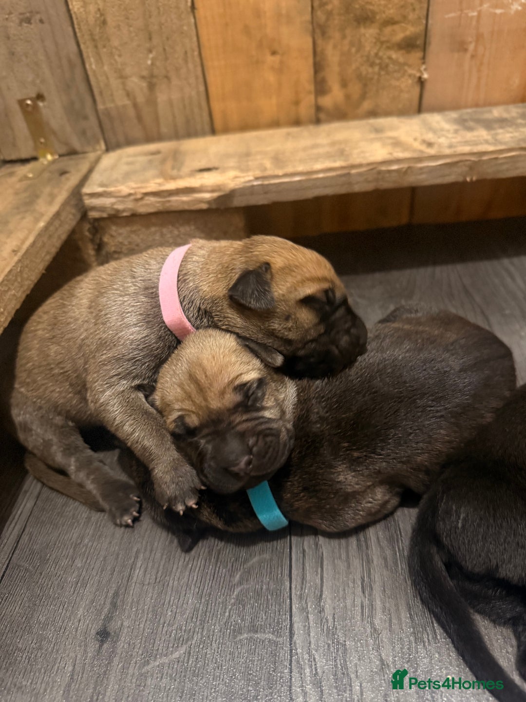 Mixed Breed dogs for sale: Came Corso X Puppies - Image 36