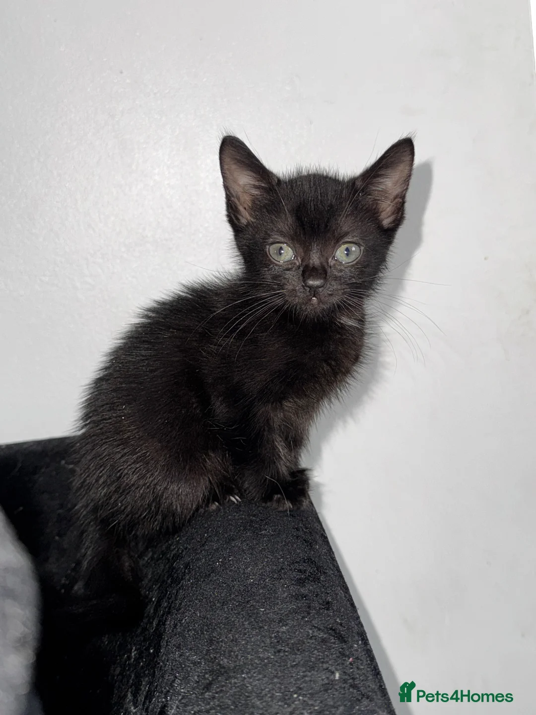 Mixed Breed cats for sale: READY NOW 4 beautiful kittens 3 girls 1 boy - Advert 2