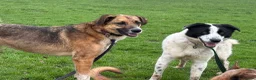 Mixed Breed dogs for adoption: Desmond - Norwich Norfolk  - Advert 16