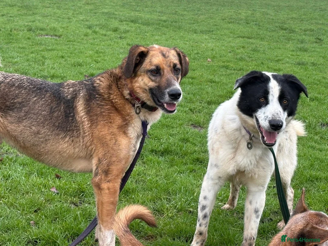 Mixed Breed dogs for adoption: Desmond - Norwich Norfolk  - Advert 16