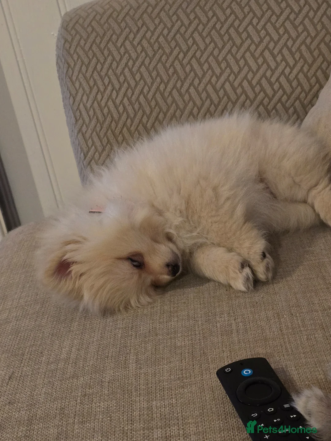 Pomeranian dogs for sale: Last little girl looking for forever home. - Advert 6