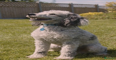 Miniature Poodle dogs in Brentwood - Advert 9