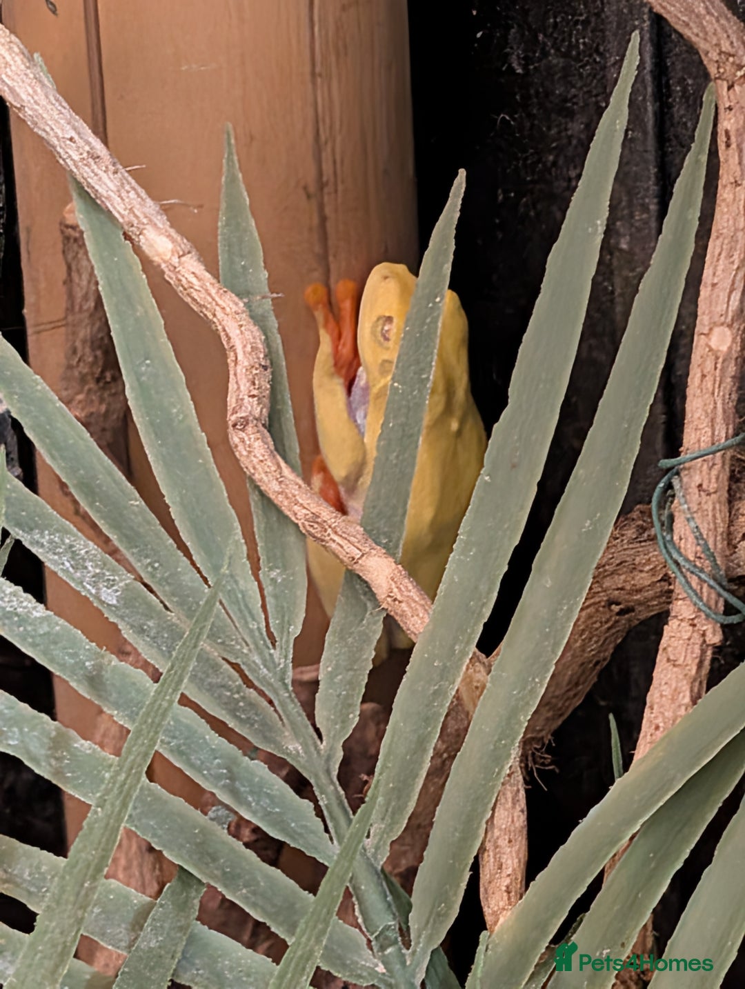 Frog reptiles for sale: Red-Eyed Tree Frogs / White's Tree Frogs for sale - Advert 1