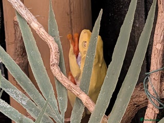 Frog reptiles Red-Eyed Tree Frogs / White's Tree Frogs for sale - Advert 1