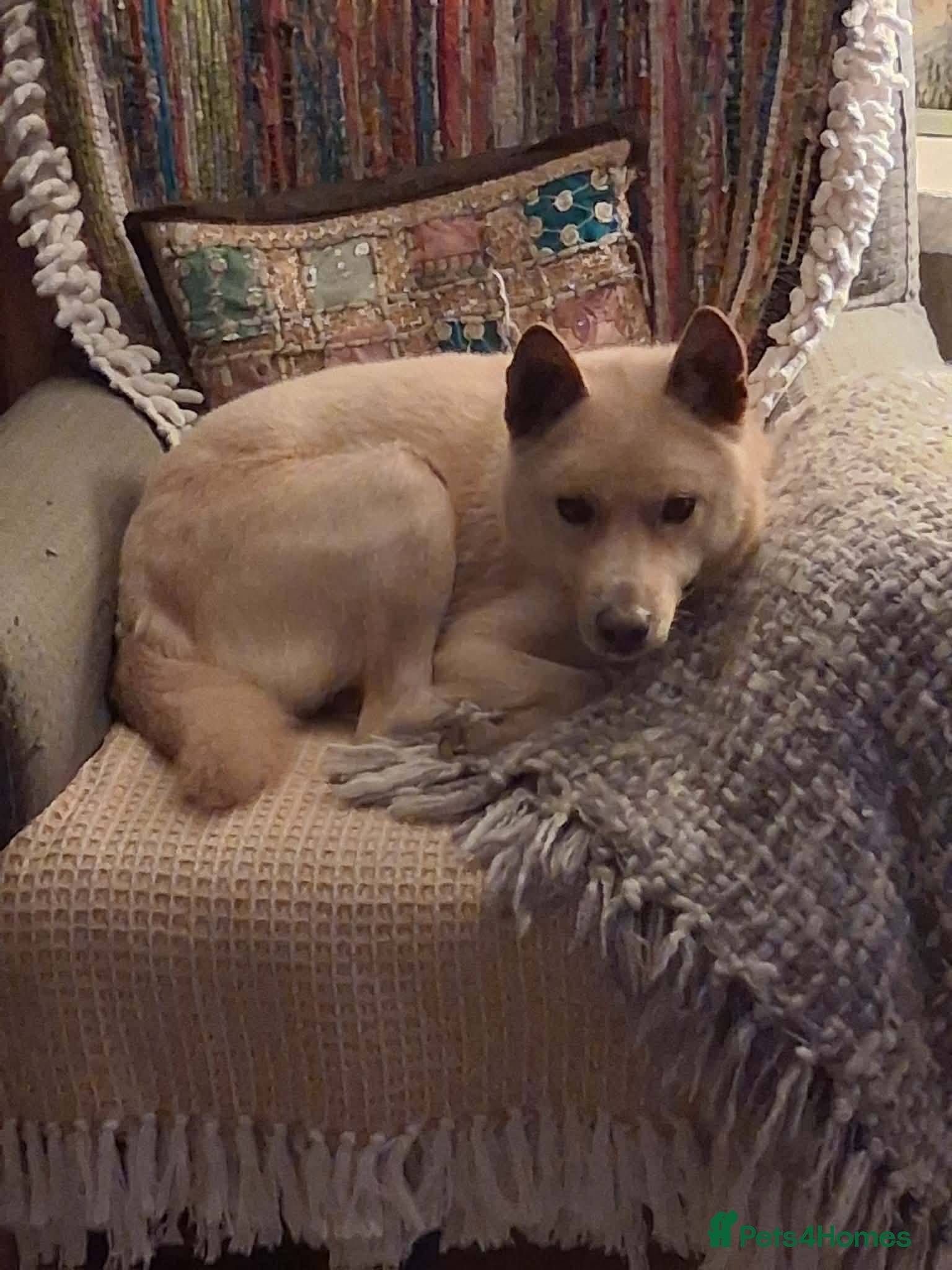 Japanese Shiba Inu dogs Jimmy 6 year old Shiba mix jindo   - Advert 1