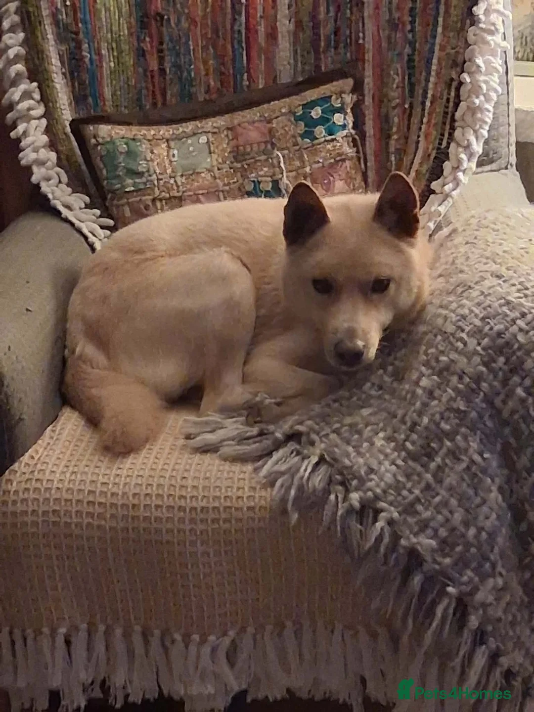 Japanese Shiba Inu dogs for adoption: Jimmy 6 year old Shiba mix jindo   - Advert 1