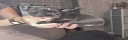 French Bulldog dogs for sale: French bulldog puppies  - Advert 2
