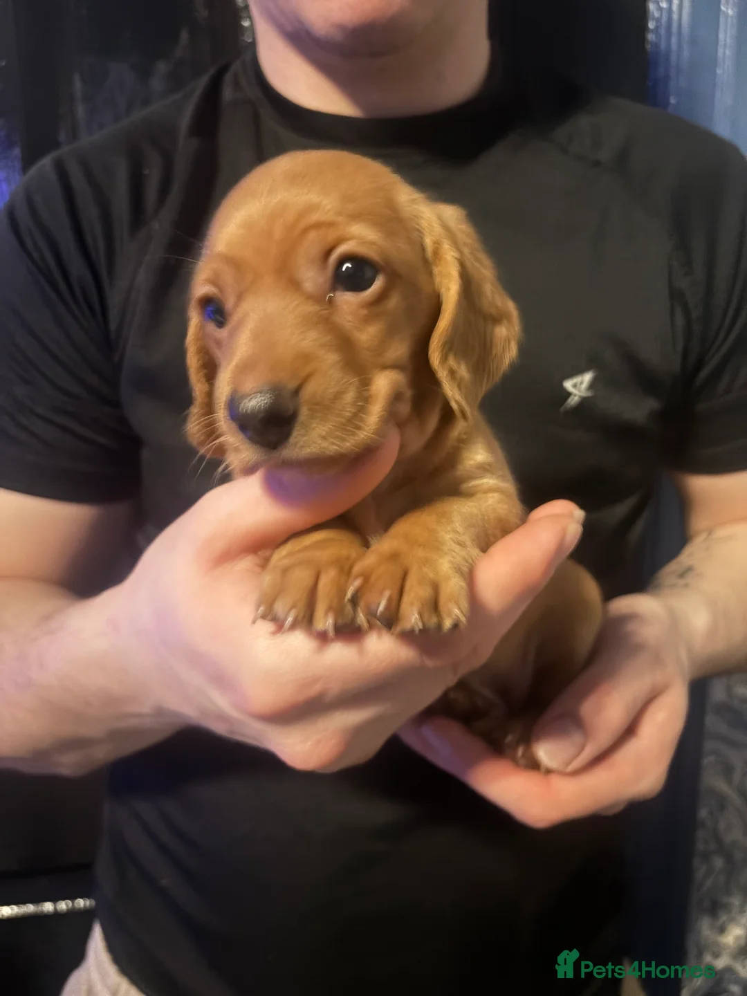 Miniature Dachshund dogs for sale: Ready now Beautiful miniature dachshunds  - Advert 11