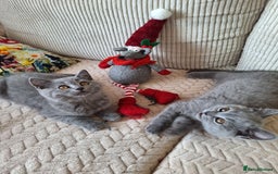 Scottish Fold cats for sale: Discount! Half price! Pure breed Scottish Fold  - Image 6
