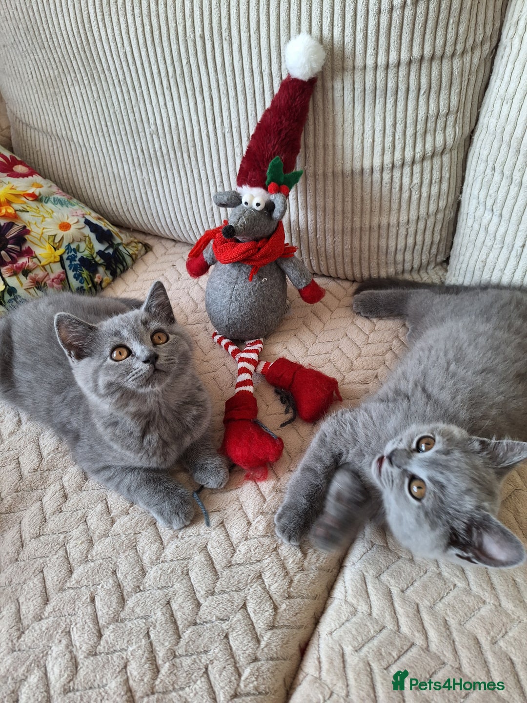 Scottish Fold cats for sale: Discount! Half price! Pure breed Scottish Fold  - Image 6