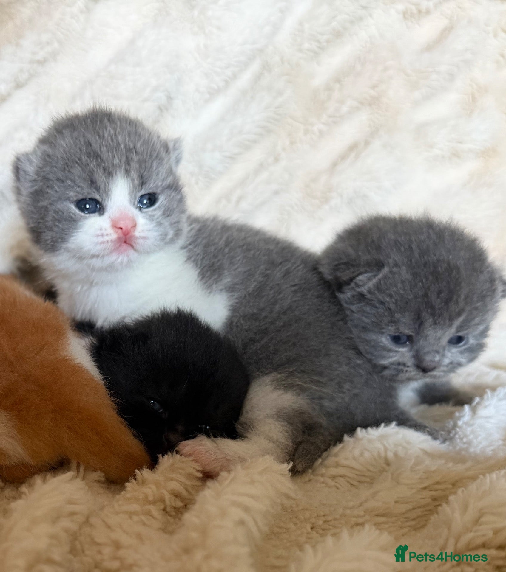 British Shorthair cats Exceptional quality British shorthair kittens  - Advert 2