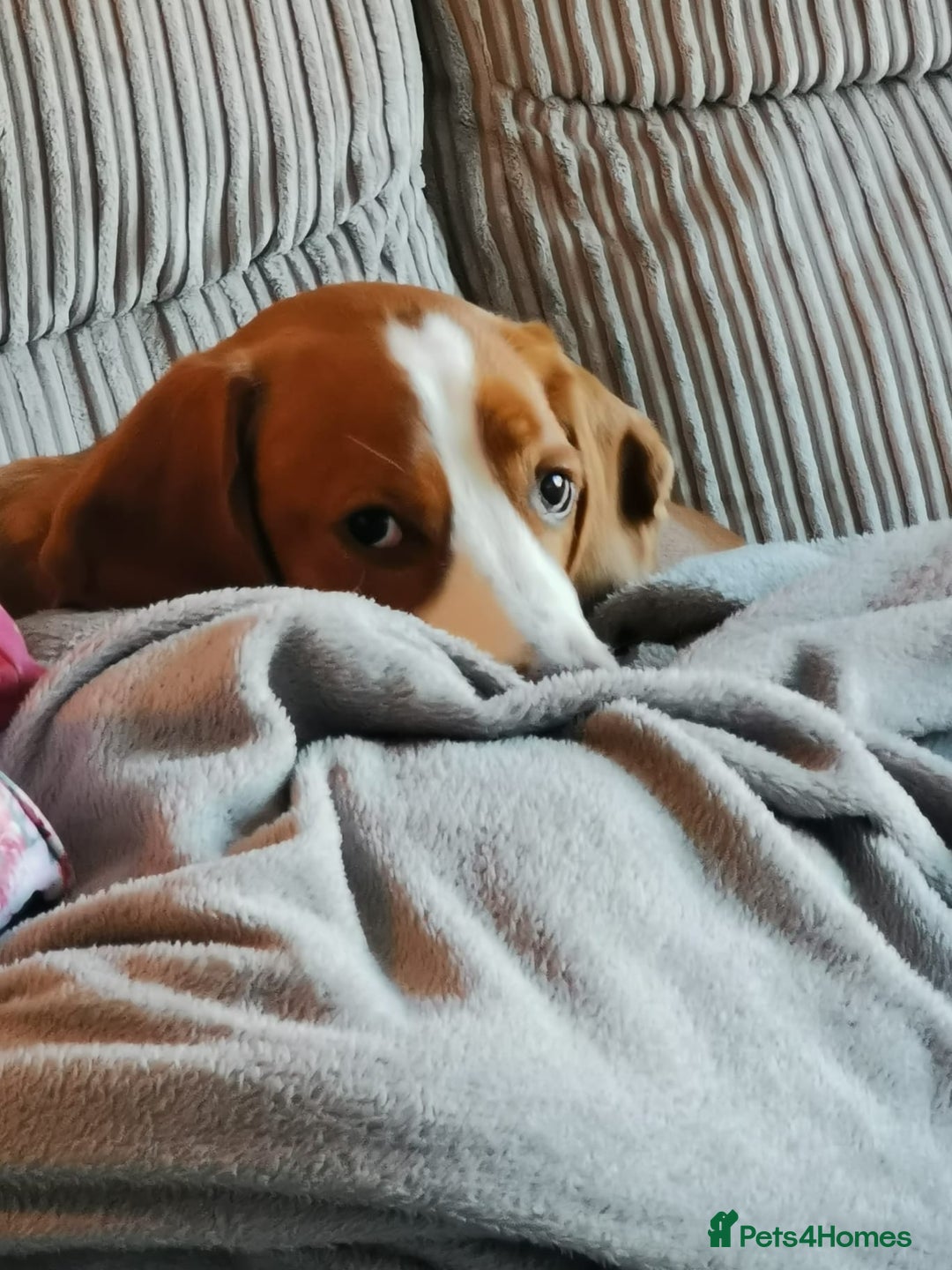 Bocker dogs for sale: Beautiful 6 year old Bocker - Advert 11