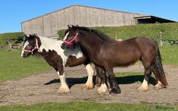 Other Breed horses for sale: 2 year old black cob filly to make approx 14.1/2hh - Image 6