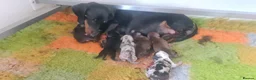 Miniature Dachshund dogs for stud: Cream minature dachshund stud in Spalding - Advert 6