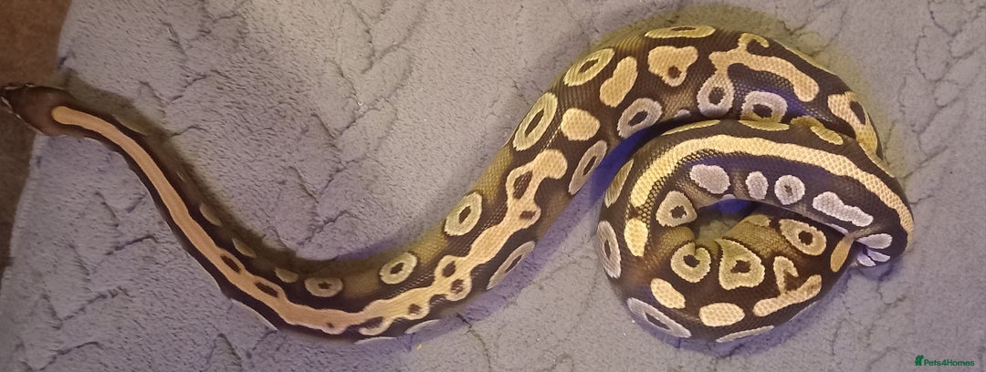 Python Snake reptiles for sale: Ball python / royal pythons male females £35-£65 - Advert 4
