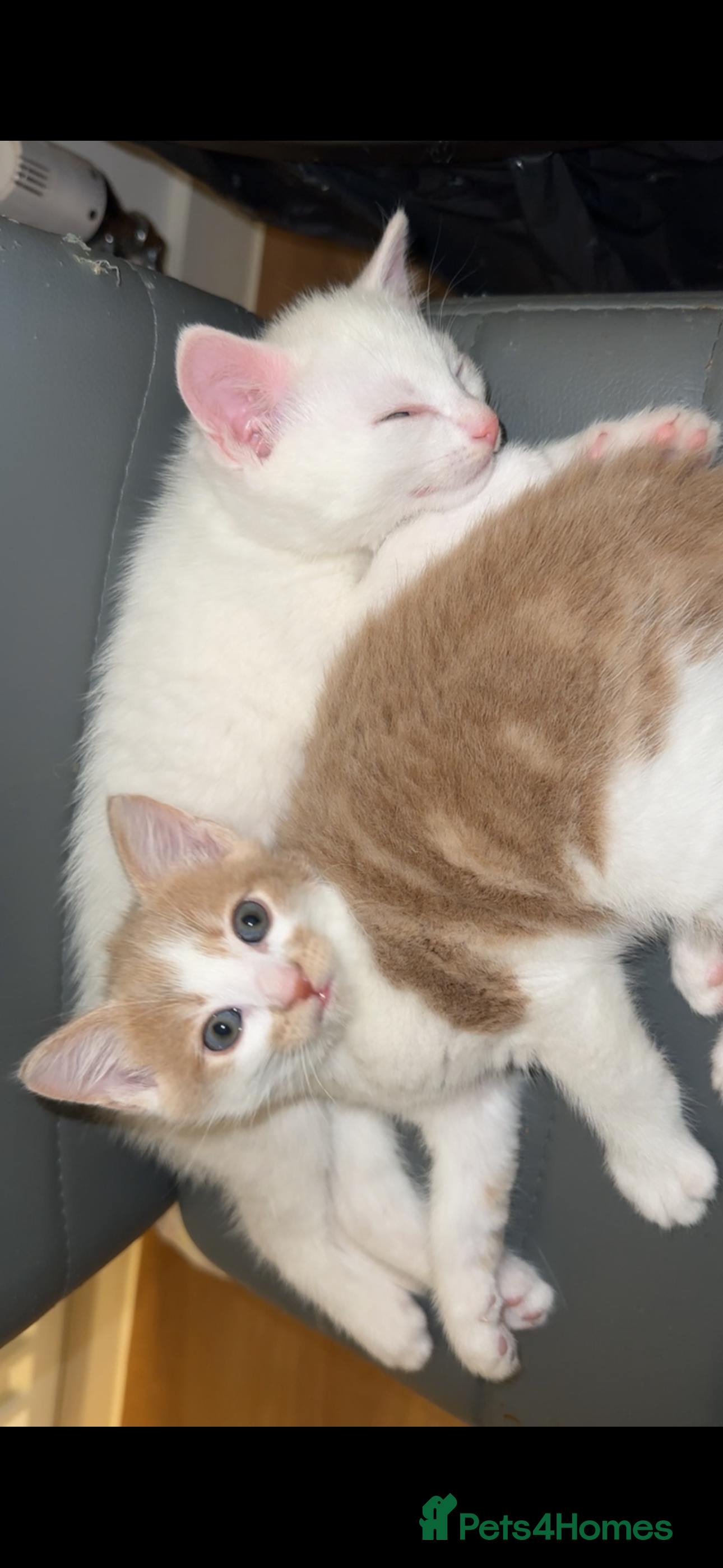 Turkish Angora cats Rare coloured kittens 🐱 😍 - Advert 2