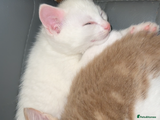 Turkish Angora cats Rare coloured kittens 🐱 😍 - Advert 2