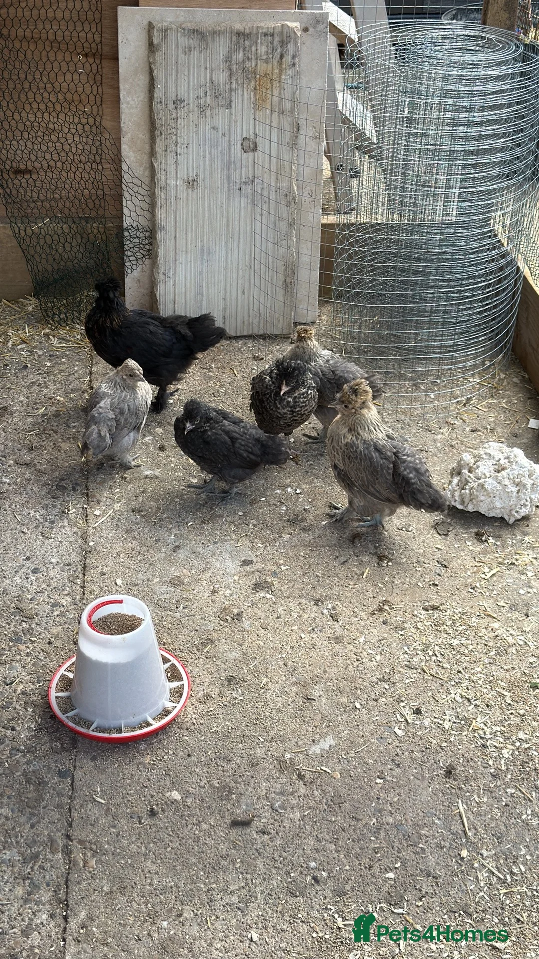 Chickens poultry for sale: Chickens in Greenford - Advert 2