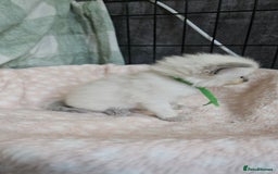 Ragdoll cats for sale: Female Blue Point Ragdolls  - Image 9