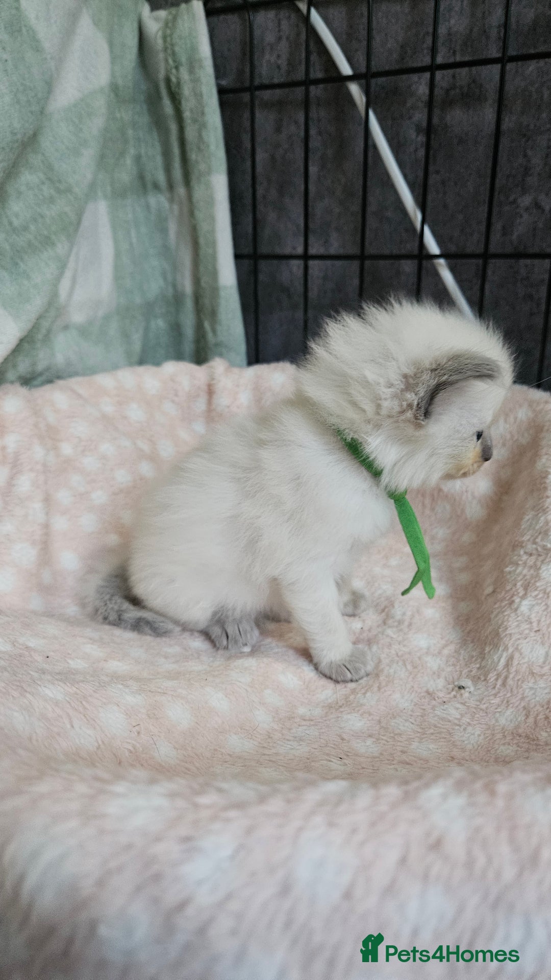 Ragdoll cats for sale: Female Blue Point Ragdolls  - Image 9