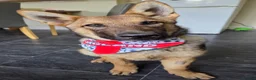 German Shepherd dogs for sale: 7 month old german shepherd  in Scunthorpe - Advert 2