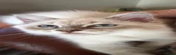 Siberian cats for sale: Pure Siberian Neva Masquerade  in Peterborough - Advert 10