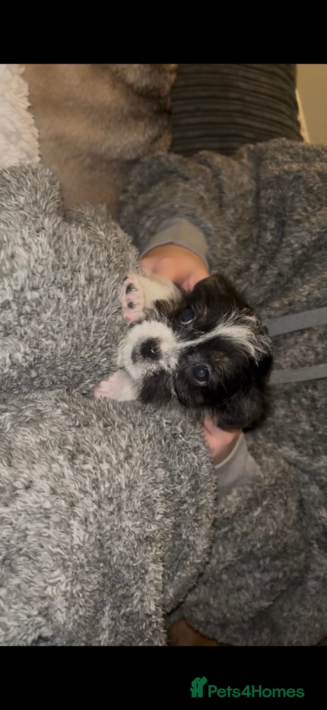 Mixed Breed dogs for sale: Very adorable Shih tzu for sale , 2 boys and 1girl - Advert 8