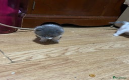 Mixed Breed cats for sale: Fluffy kittens ready soon  - Image 10
