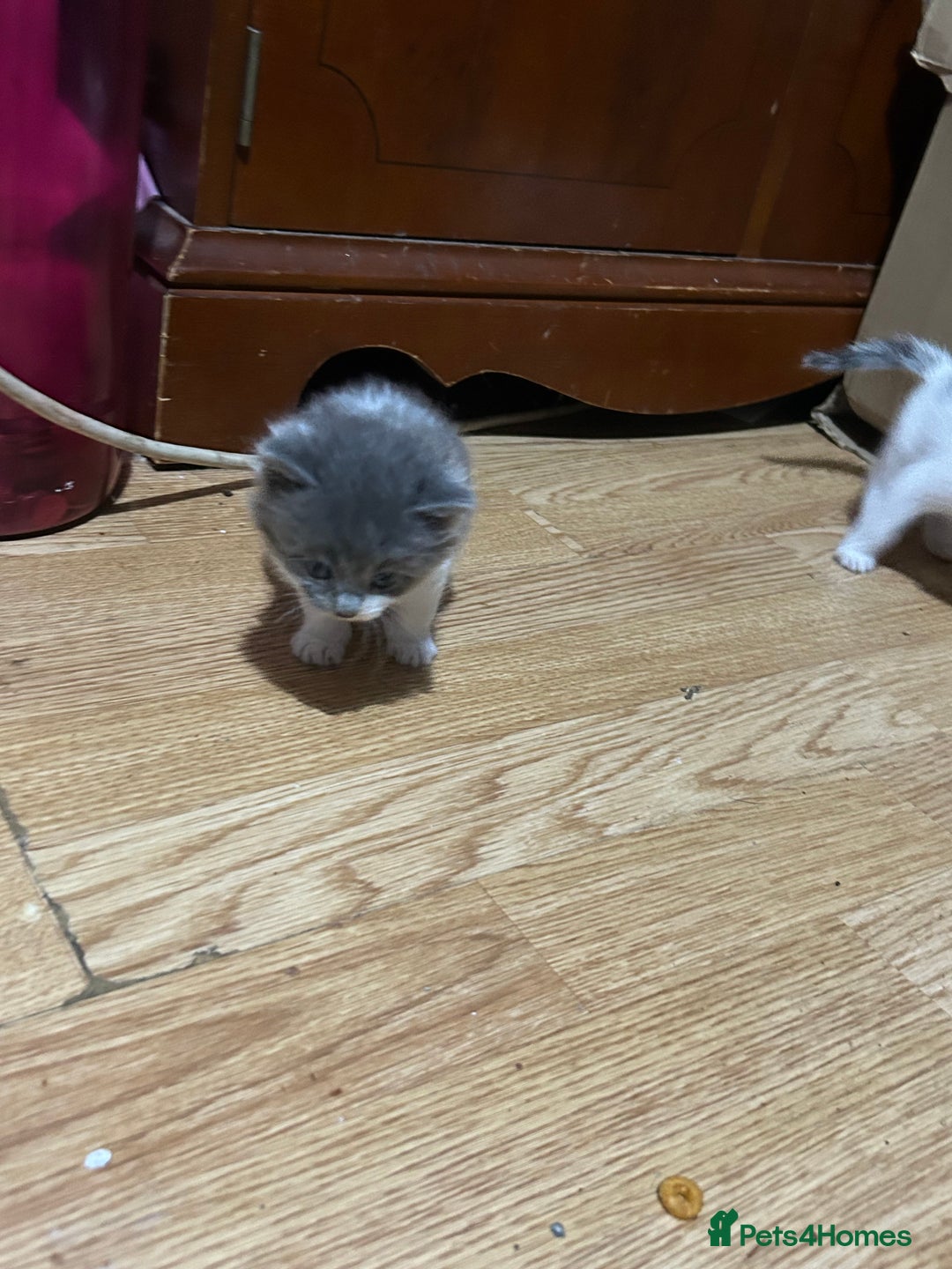 Mixed Breed cats for sale: Fluffy kittens ready soon  - Image 10