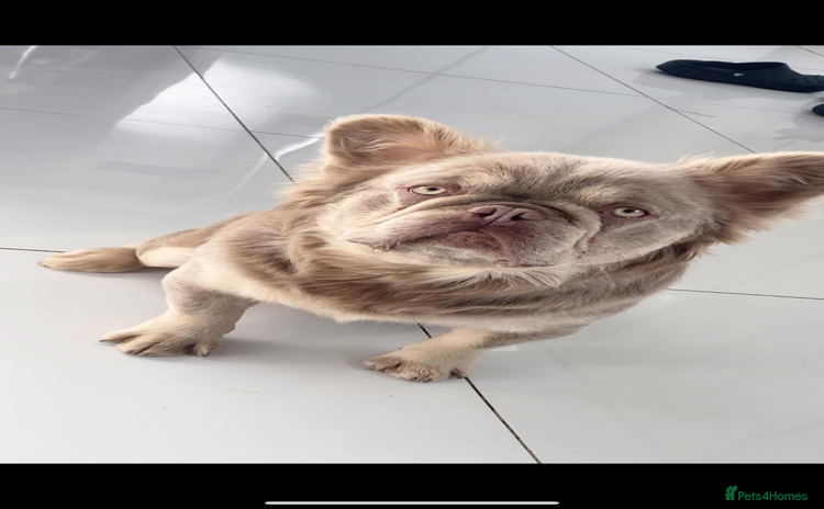 French Bulldog dogs - Advert 1