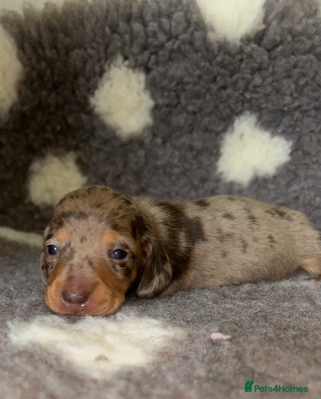 Miniature Dachshund dogs for sale: KC Registered Miniature Smooth Dachshund Puppies   - Advert 6