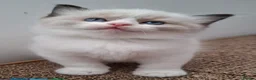 Ragdoll cats for sale: 🐈💙Stunning GCCF registered Ragdoll kittens 🐱 💙 - Advert 5