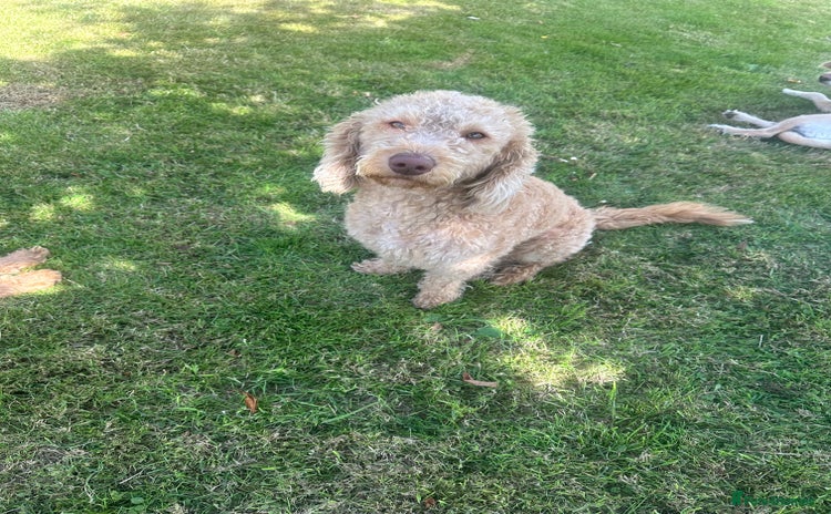 Labradoodle dogs - Advert 2