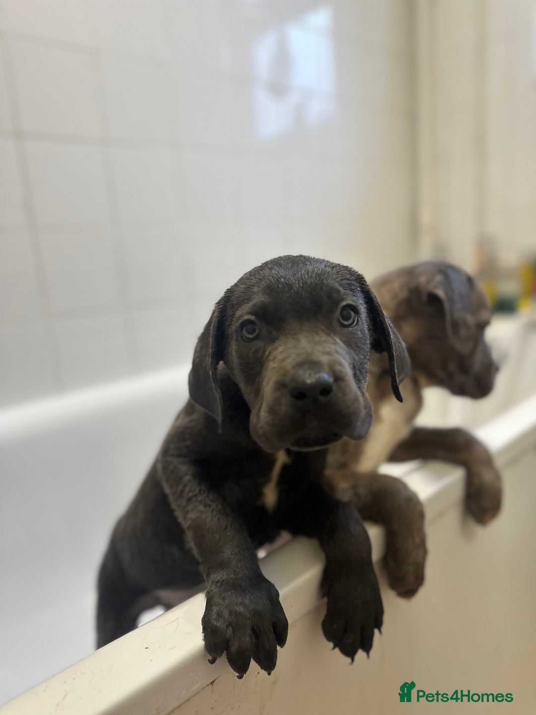 Cane Corso dogs for sale: Cane corso puppies  - Advert 7