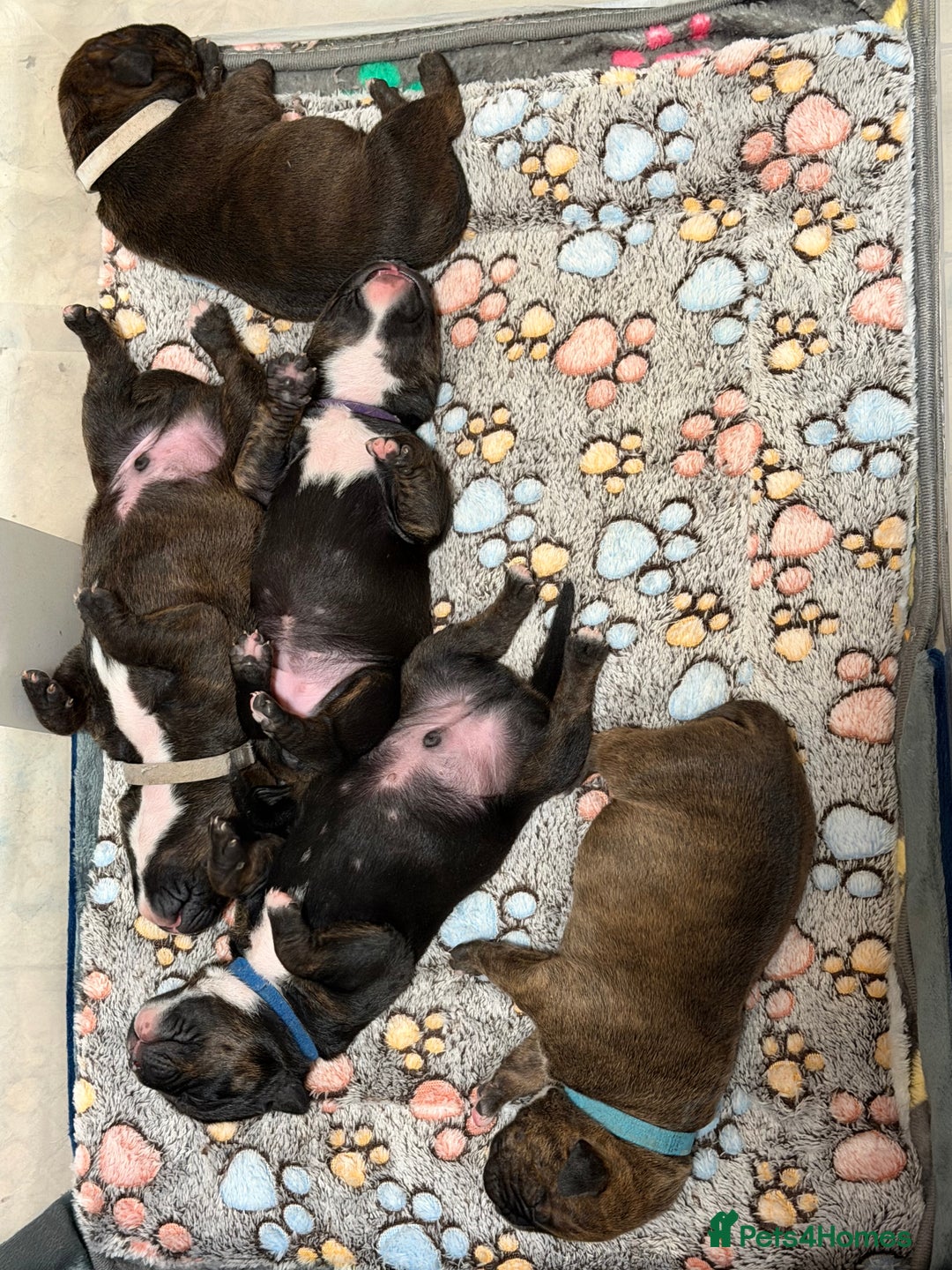 Mixed Breed dogs for sale: Beautiful Home- Reared Puppies!  - Advert 31
