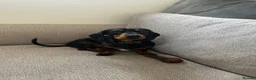 Miniature Dachshund dogs for sale: male miniature dachshund  in Barnsley - Advert 4