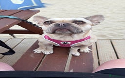 French Bulldog dogs for sale: 7 Stunning French Bulldogs  - Advert 2