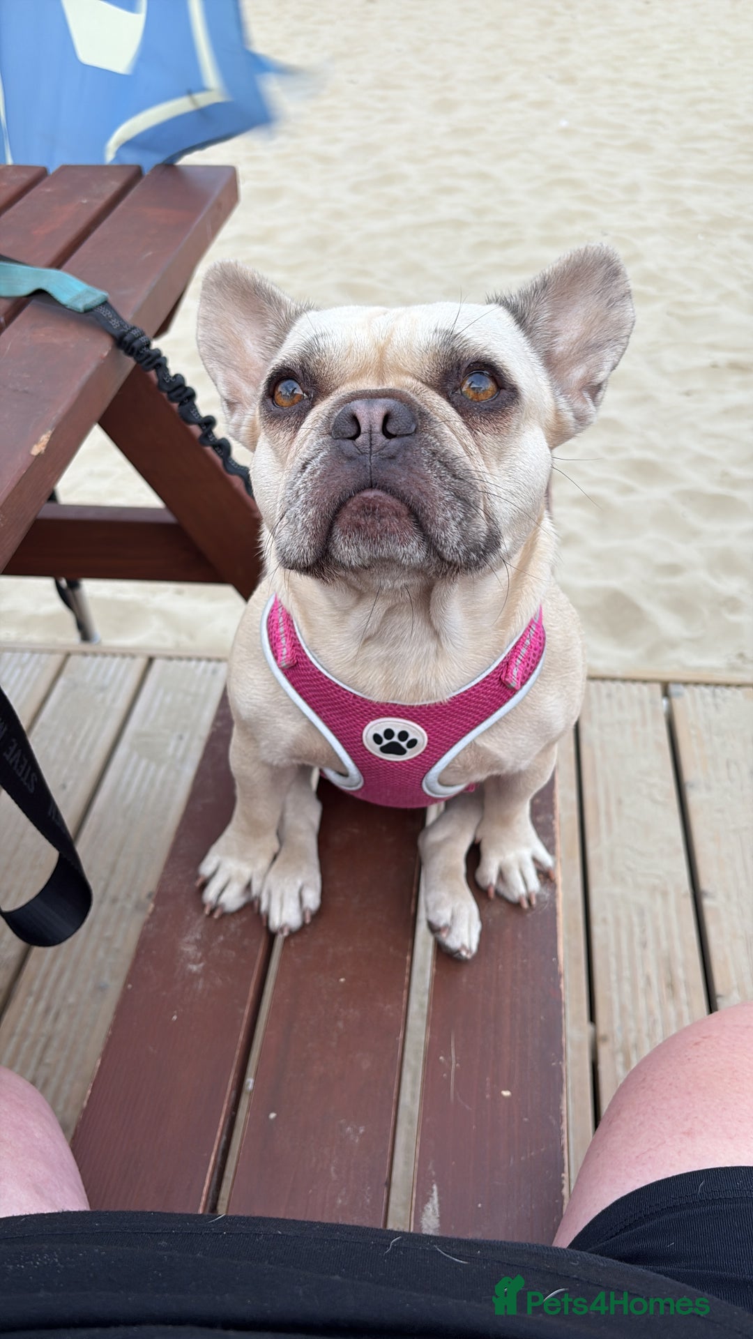 French Bulldog dogs for sale: 7 Stunning French Bulldogs  - Advert 2