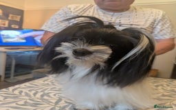 Biewer Terrier dogs for sale: Adorable Purebred Biewers  - Image 37